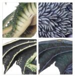 Chimera - immagine 3